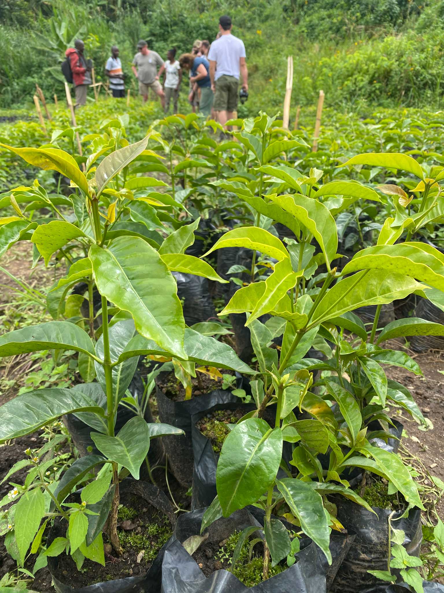 Coffee Tree Selection